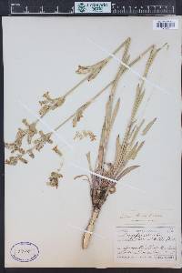 Silene scaposa image