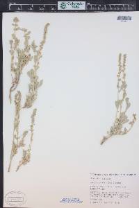 Atriplex gardneri image