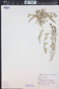 Atriplex gardneri image