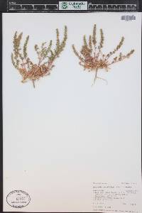 Blitum nuttallianum image