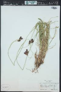 Carex chalciolepis image