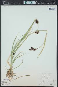 Carex chalciolepis image