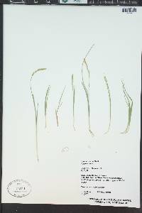 Carex aurea image