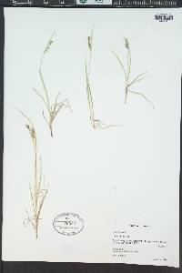 Carex aurea image