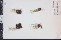Carex elynoides image
