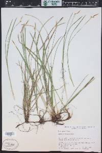 Carex geyeri image