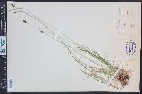 Carex stevenii image