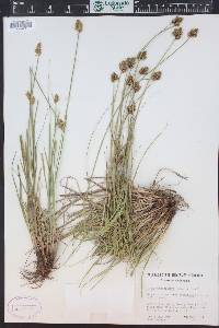 Carex pachystachya image