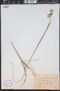 Eriophorum angustifolium image