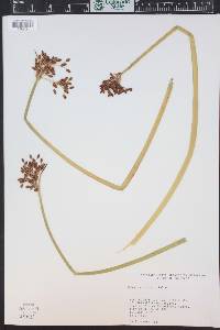 Schoenoplectus acutus image