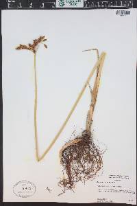 Schoenoplectus acutus image