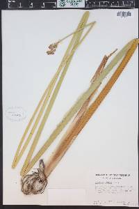 Schoenoplectus acutus image