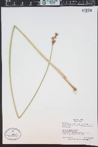 Schoenoplectus acutus image