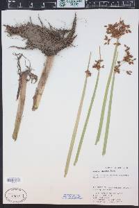 Schoenoplectus acutus image