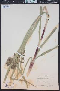 Scirpus microcarpus image
