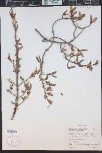 Shepherdia canadensis image
