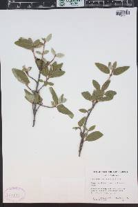 Shepherdia canadensis image
