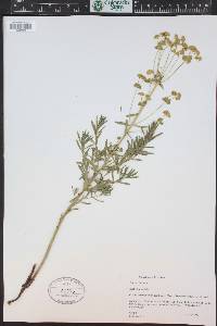 Euphorbia esula image
