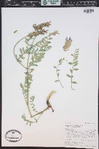 Astragalus laxmannii var. robustior image