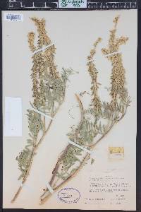 Astragalus bisulcatus var. haydenianus image
