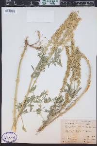 Astragalus bisulcatus var. haydenianus image