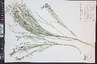 Astragalus convallarius image