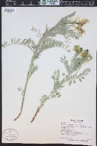Astragalus drummondii image