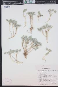 Astragalus lutosus image