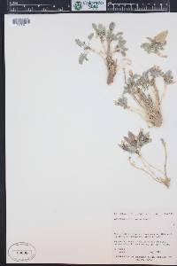Astragalus lutosus image