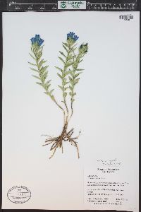 Gentiana affinis image