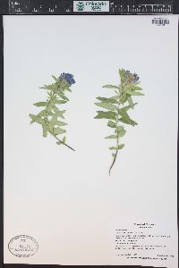 Gentiana affinis image