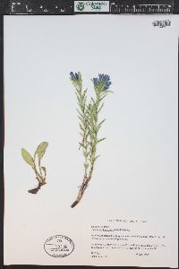 Gentiana affinis image