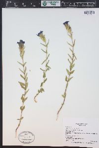 Gentiana parryi image