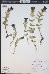 Gentiana parryi image