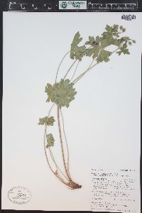 Geranium caespitosum image