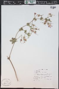 Geranium caespitosum image