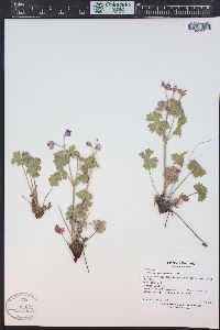 Geranium caespitosum image