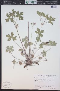 Geranium caespitosum image