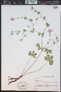 Geranium caespitosum image