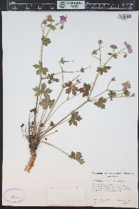 Geranium caespitosum image