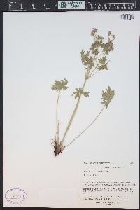 Geranium caespitosum image