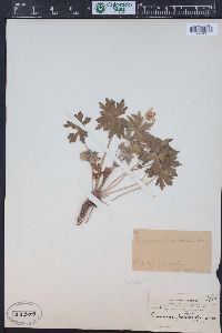 Geranium caespitosum image