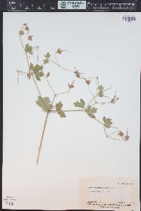 Geranium caespitosum image