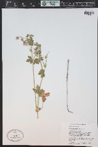 Geranium caespitosum image