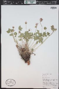 Geranium caespitosum image