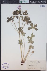 Geranium caespitosum image