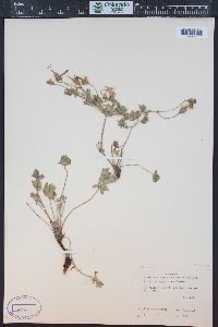 Geranium caespitosum image