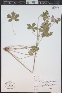 Geranium caespitosum image