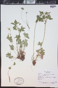 Geranium richardsonii image