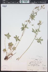 Geranium richardsonii image